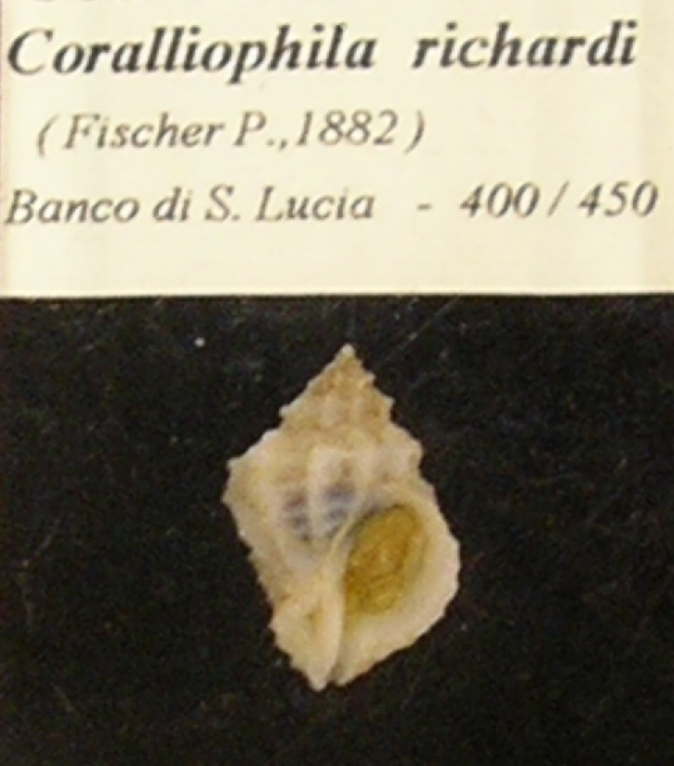 un salto a Collesalvetti ...